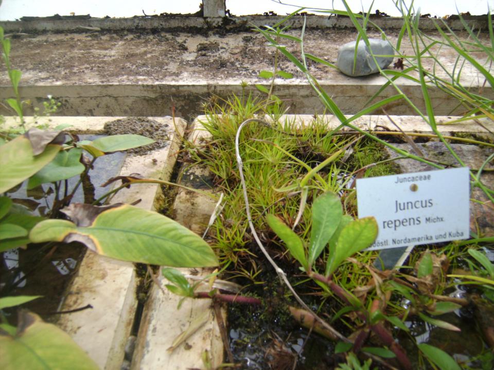 Juncus Repens