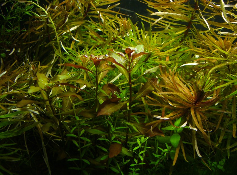 L.repens