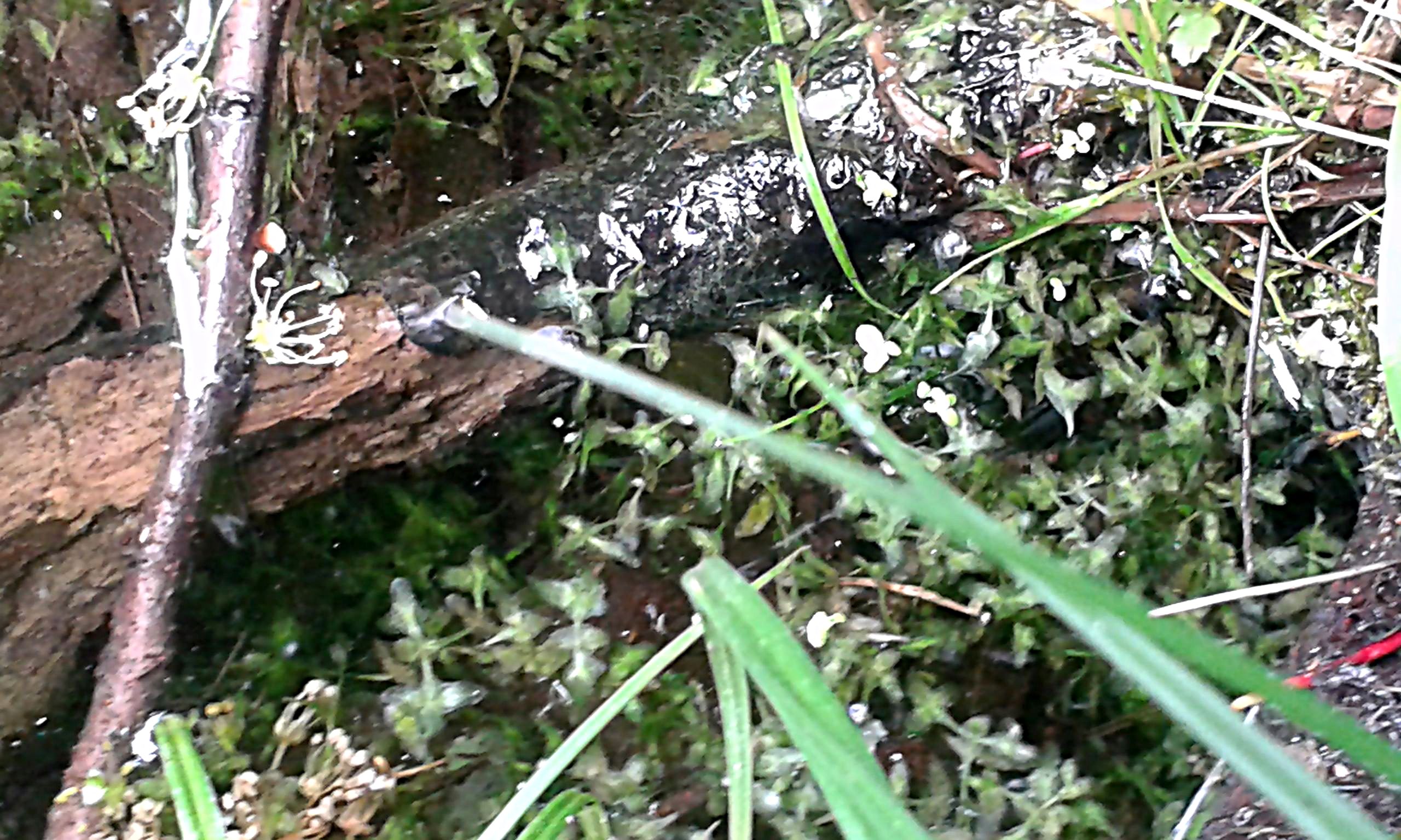 Lemna trisulca Dreifurchige Wasserlinse Schwimmpflanzen Kultur