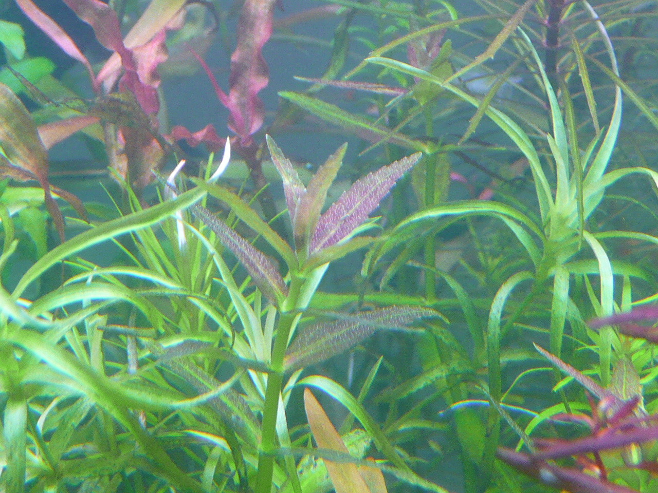 Limnophila repens 'Mini' 001