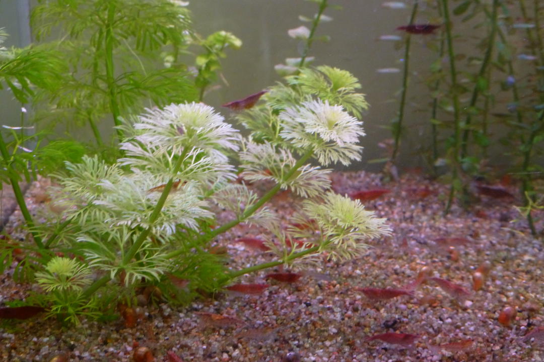 limnophila-weiss