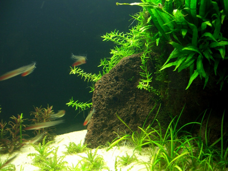 Links Rotala