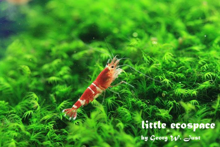 littleecospace024