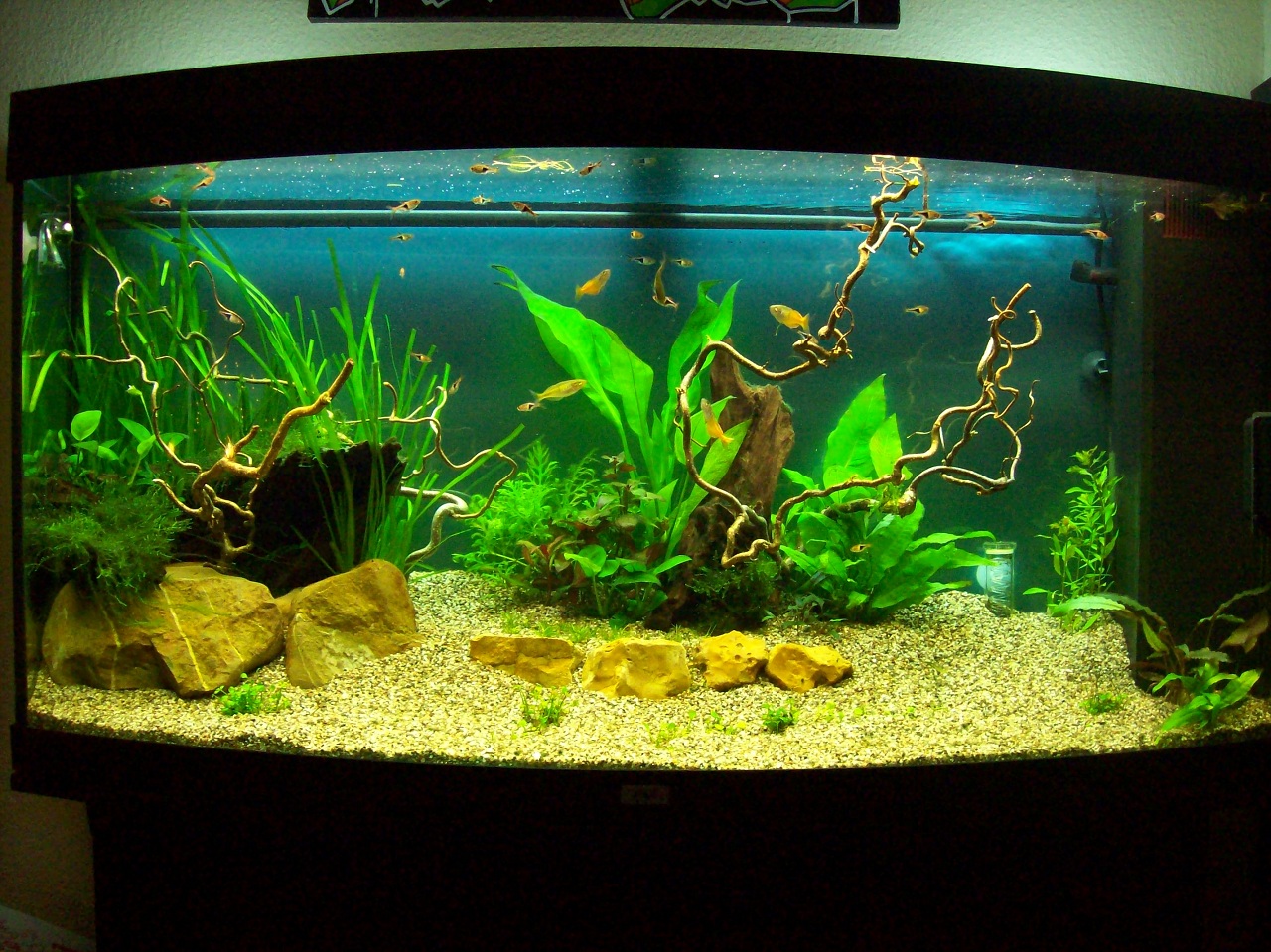 Livinroomtank 20-06-2010 1