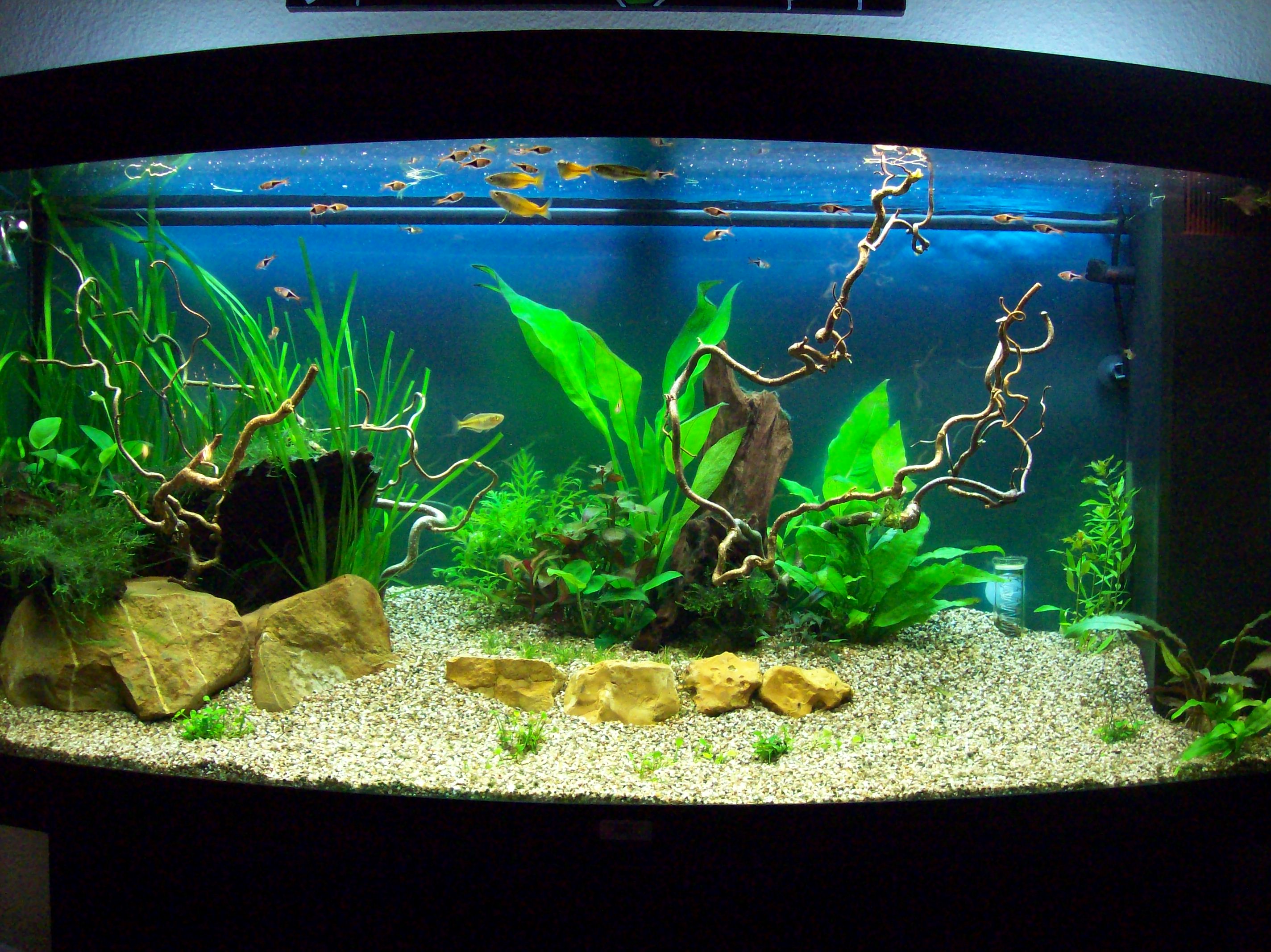 Livinroomtank 20-06-2010 1