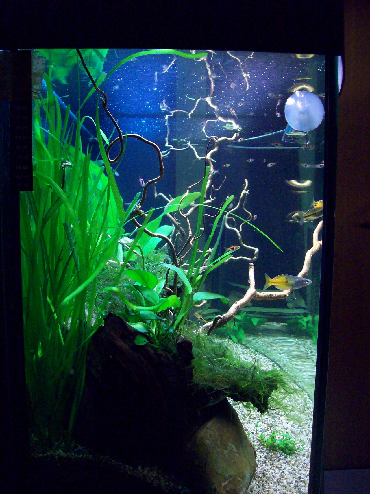 Livinroomtank 20-06-2010 2