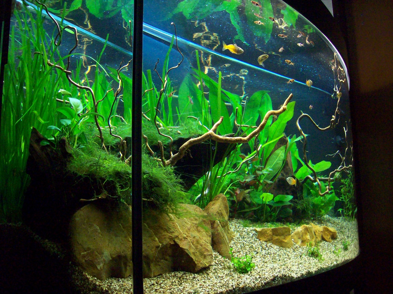 Livinroomtank 20-06-2010 3