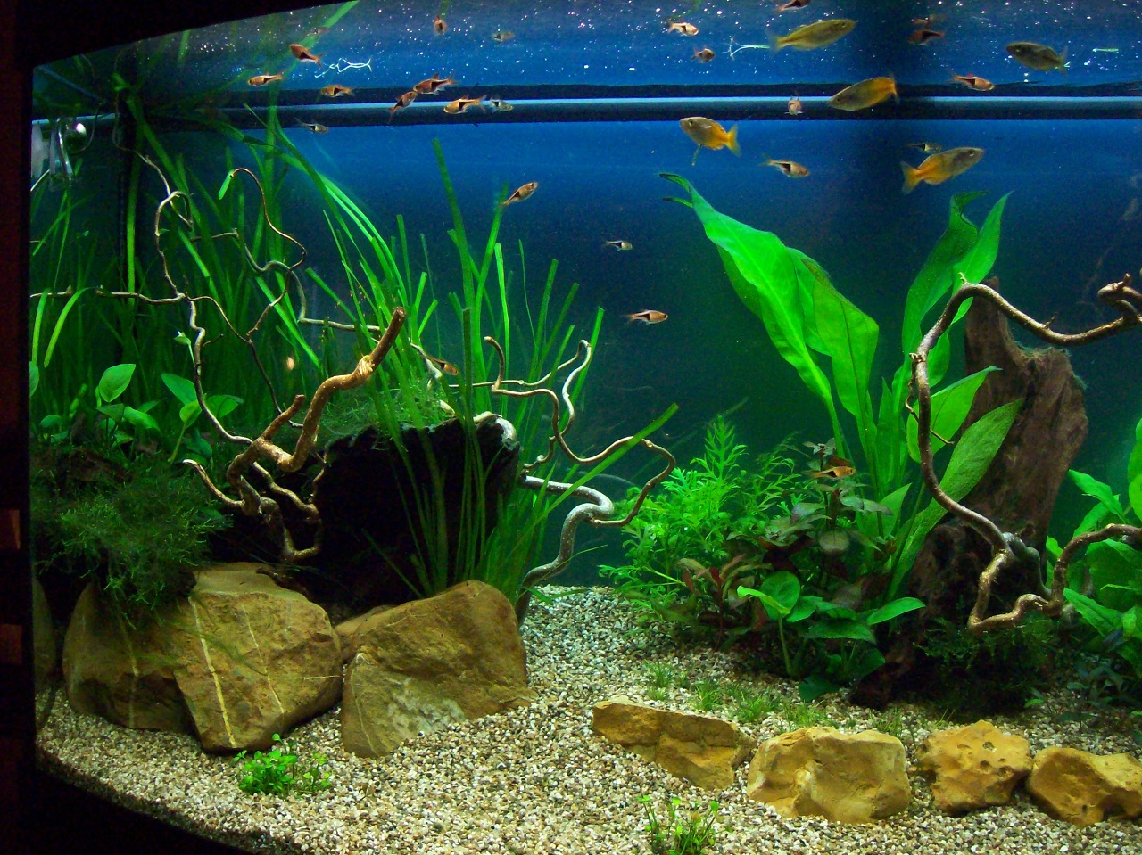 Livinroomtank 20-06-2010 4