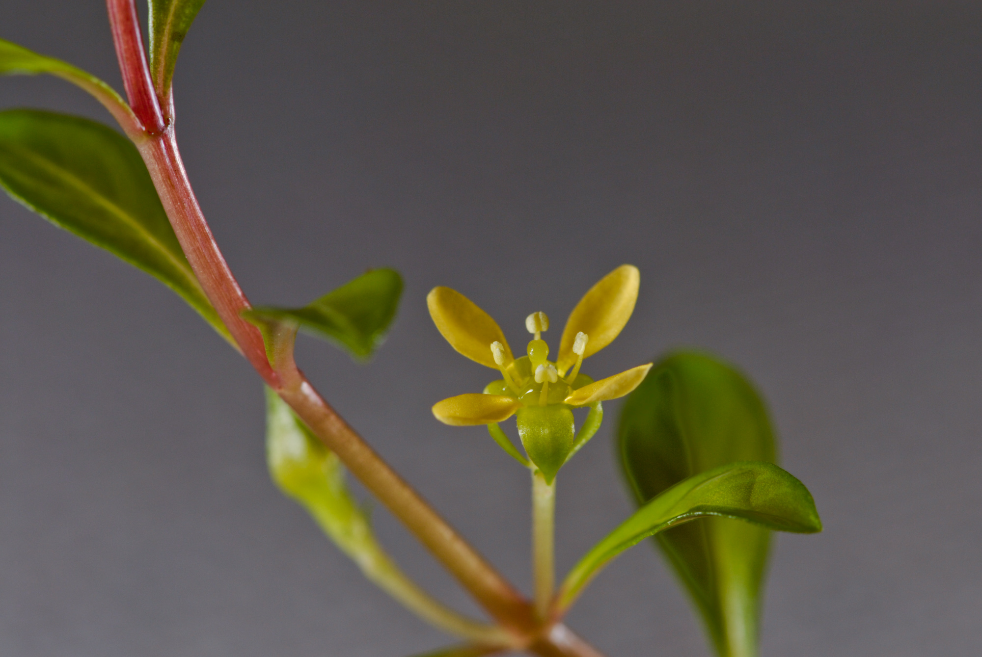 Ludwigia arcuata 001