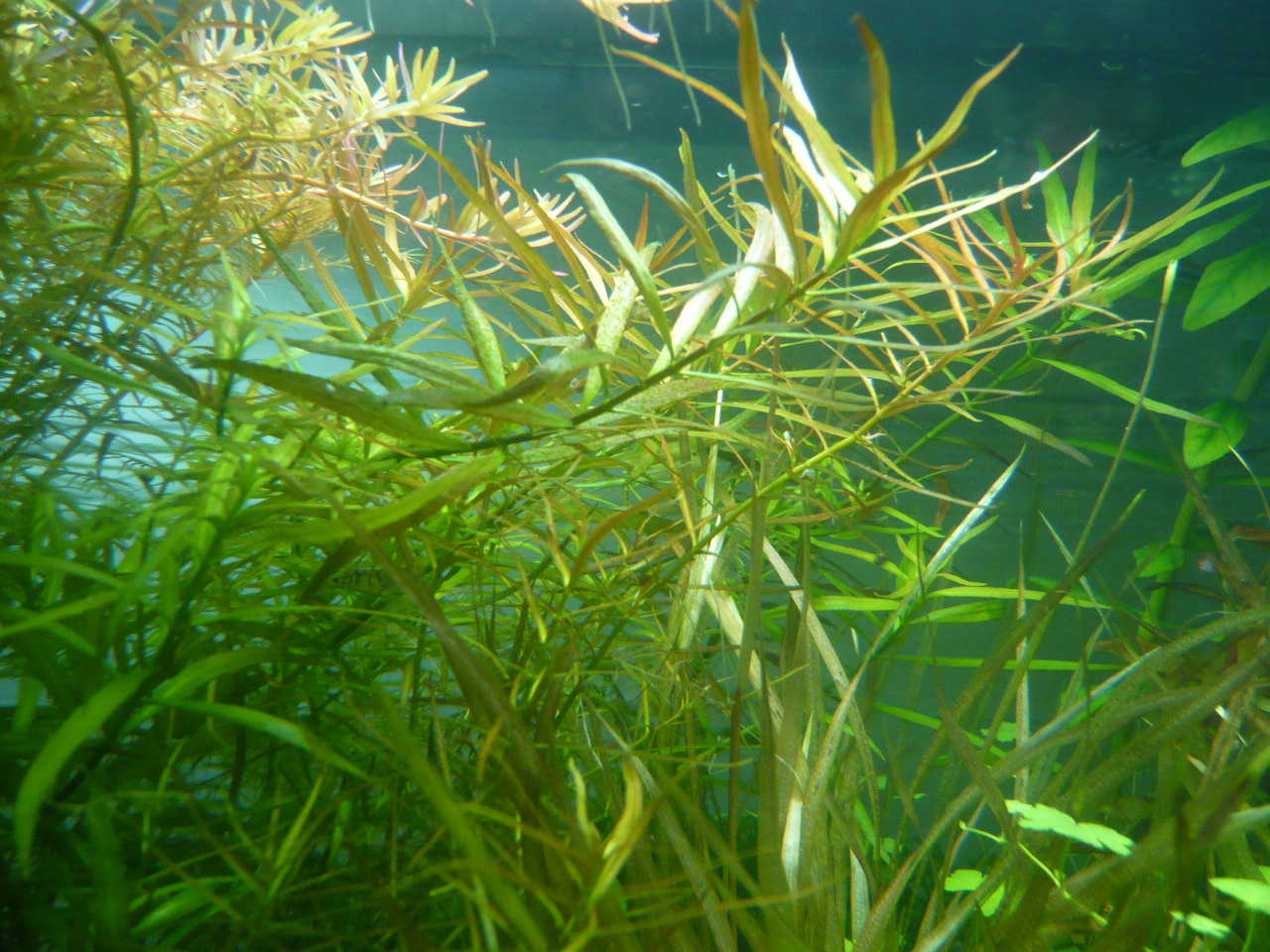 Ludwigia arcuata + brevipes