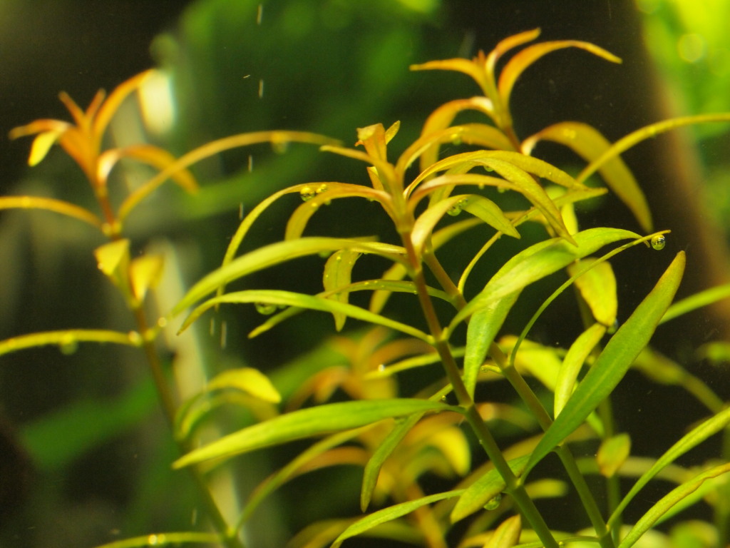 Ludwigia arcuata