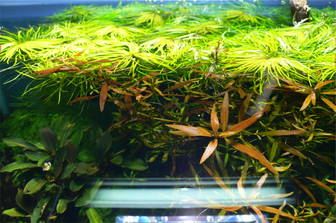 Ludwigia brevipes kl Blaetter klein