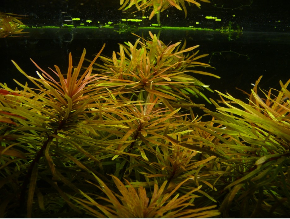 Ludwigia Cuba