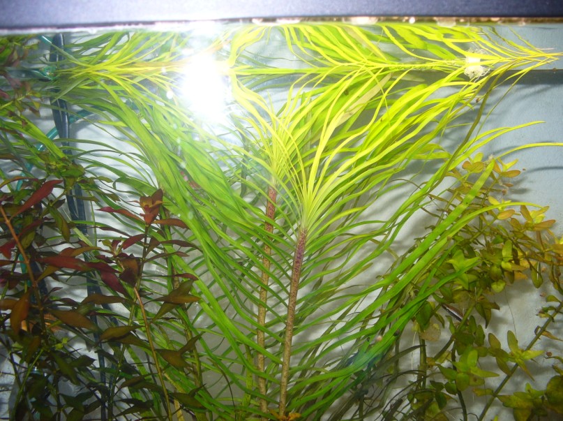 Ludwigia-eichhornia