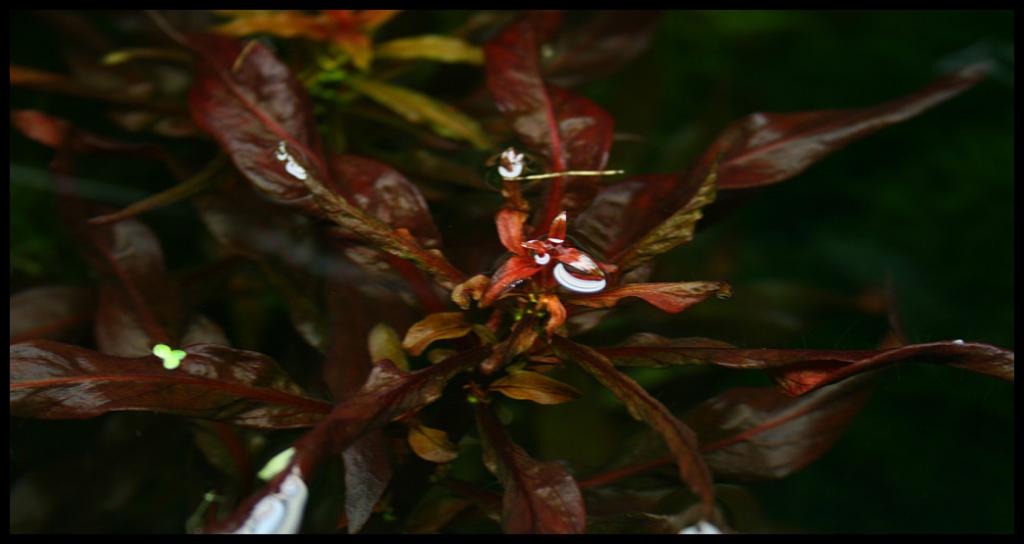 Ludwigia Glandulosa