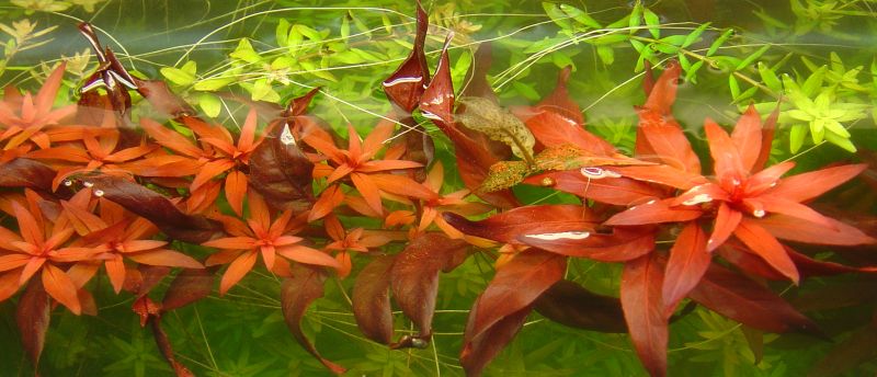 Ludwigia Glandulosa