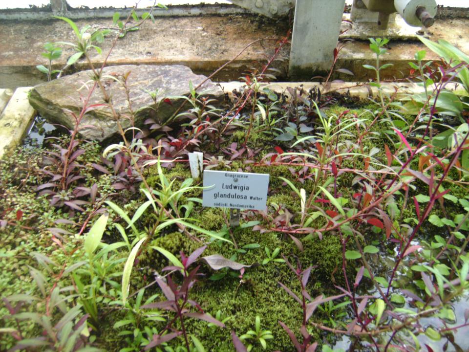 Ludwigia Glandulosa