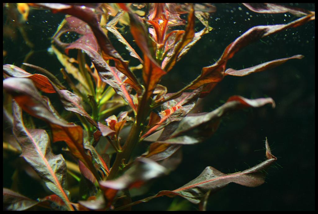 Ludwigia Glandulosa2