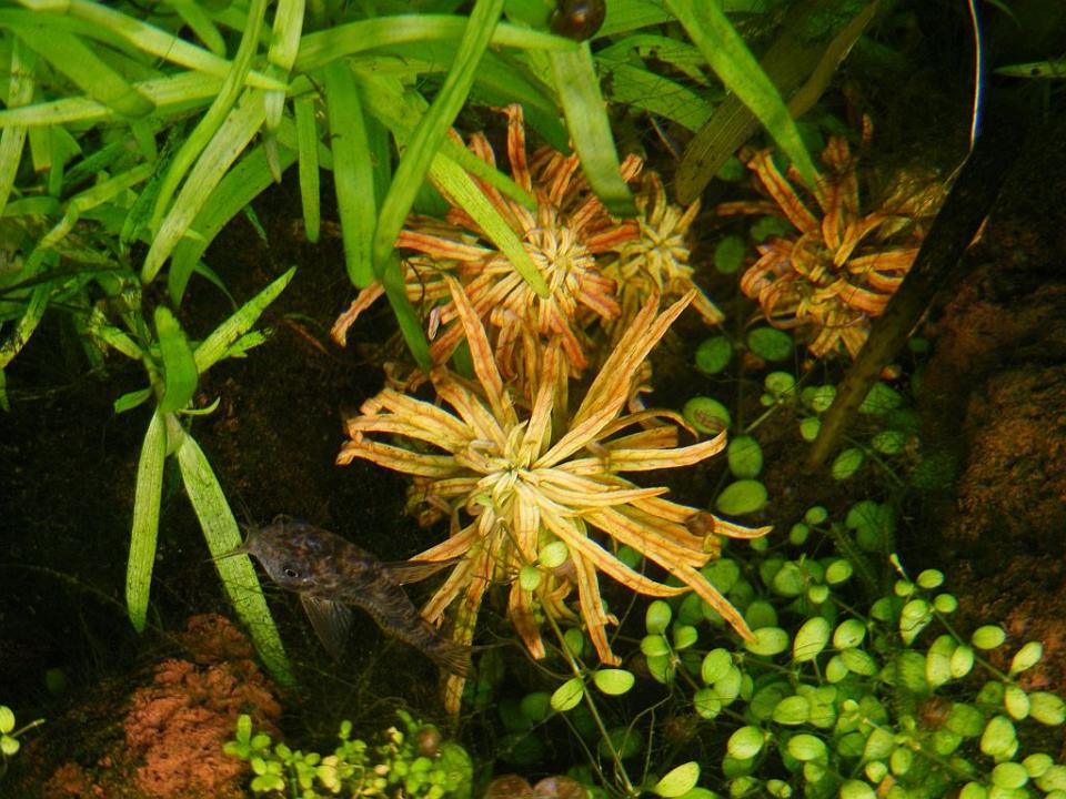 Ludwigia Inclinata