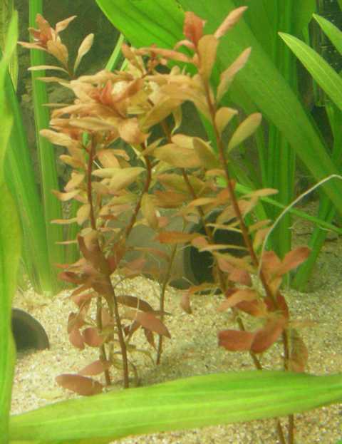 Ludwigia Inclinata