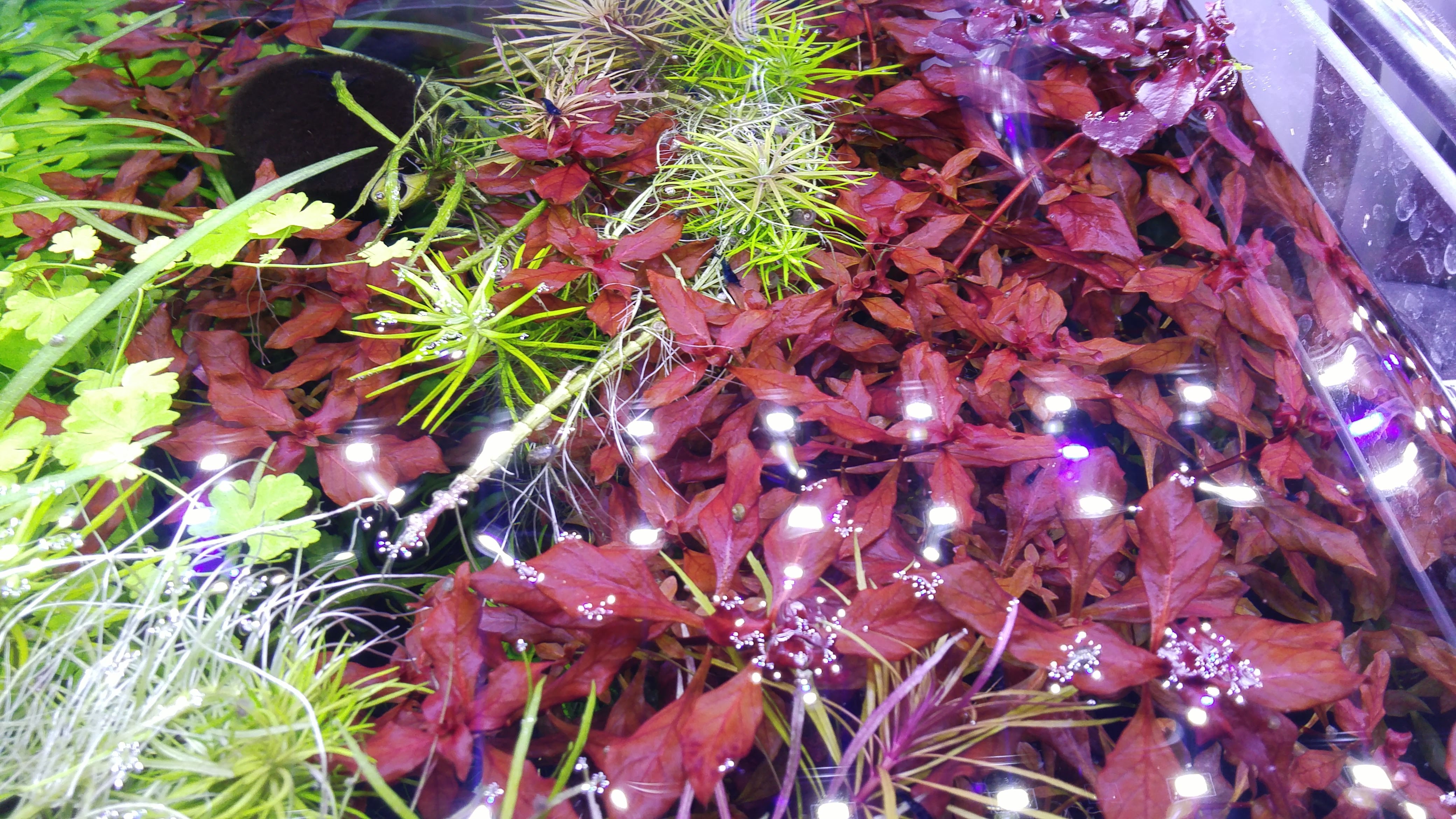 Ludwigia palustris (super red)