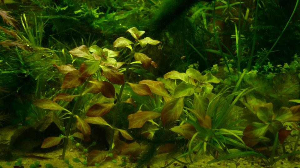 Ludwigia Repens 002