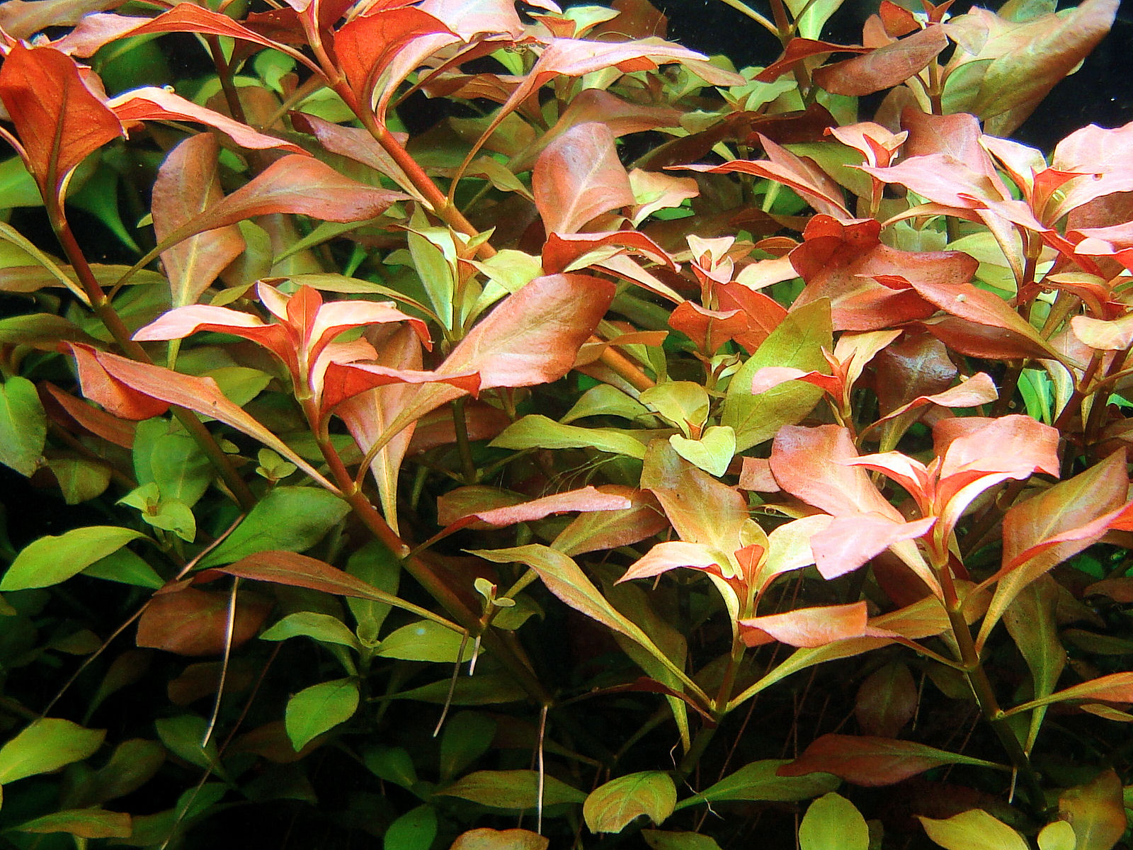 Ludwigia repens 1