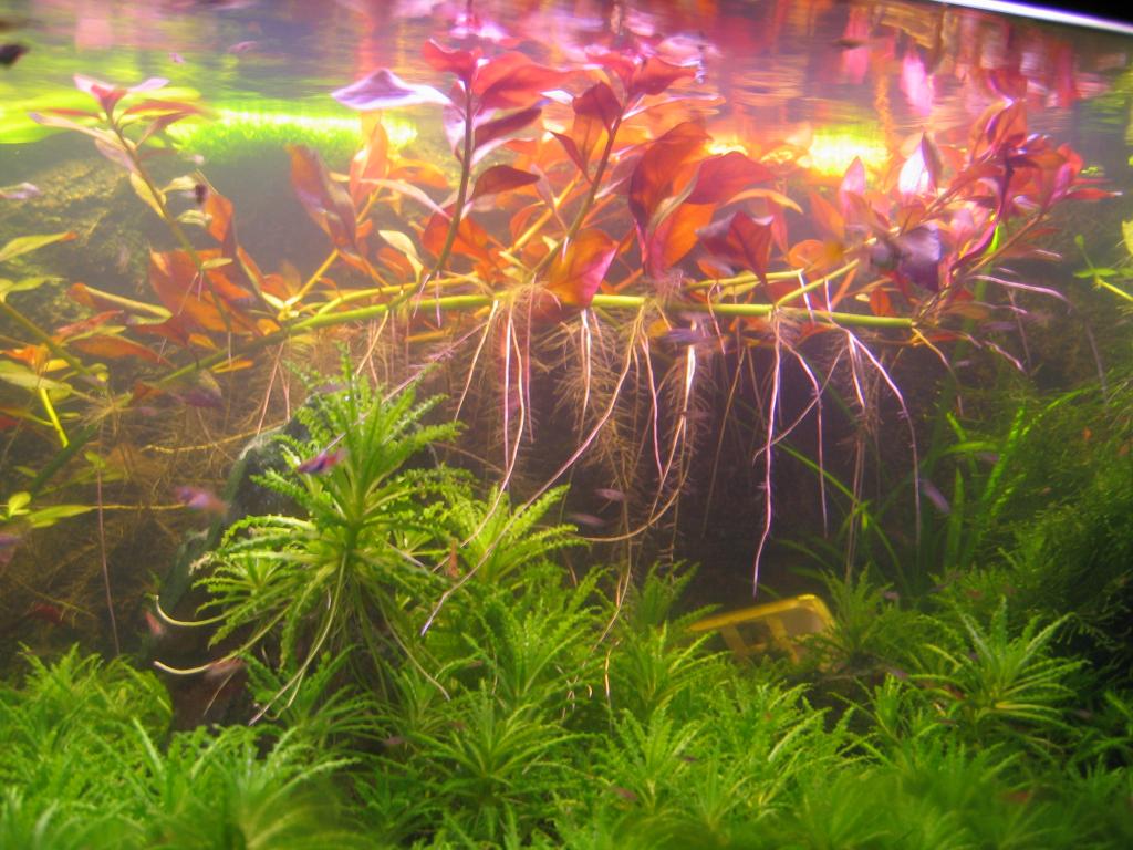 Ludwigia Repens