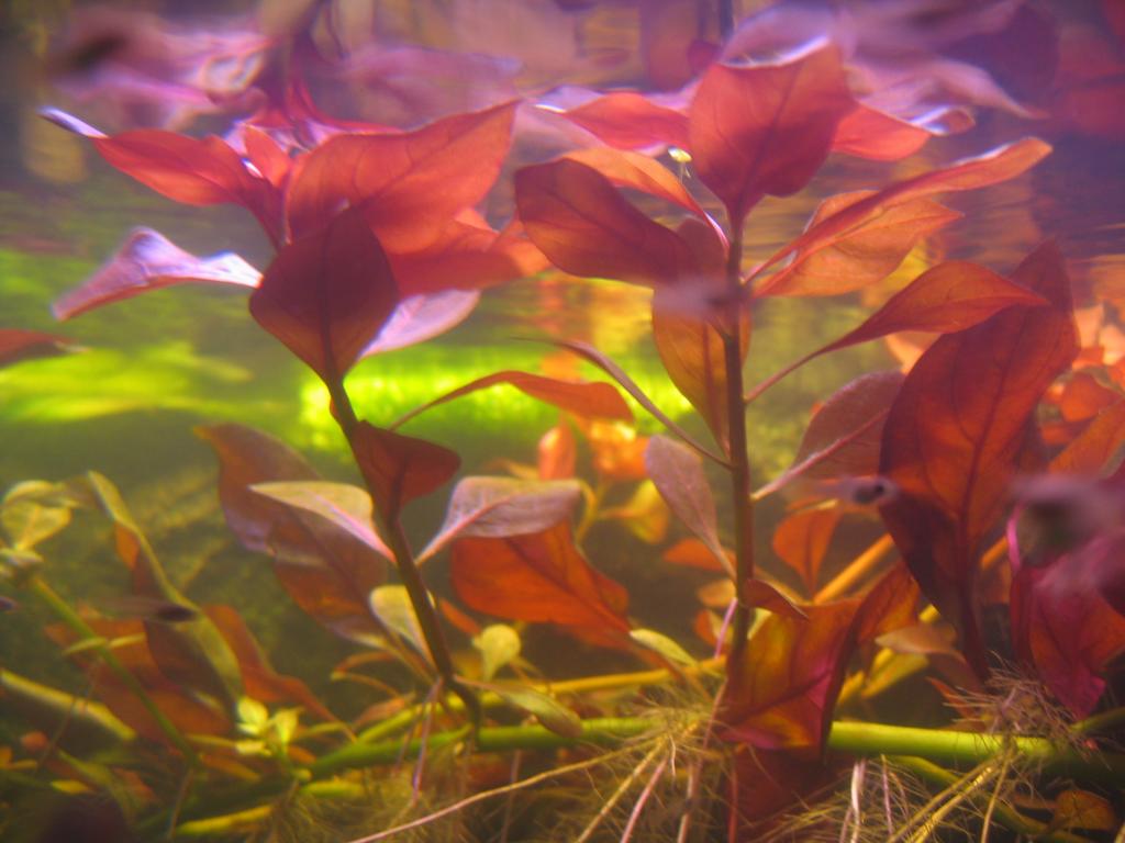 Ludwigia Repens