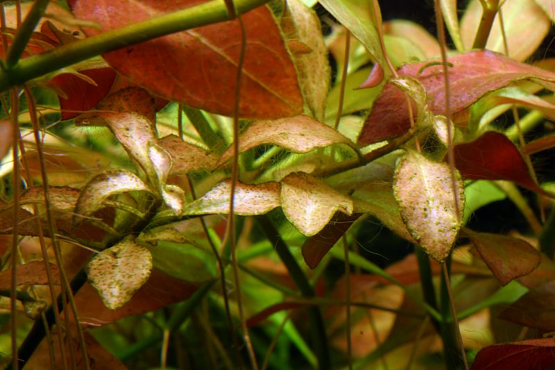 Ludwigia