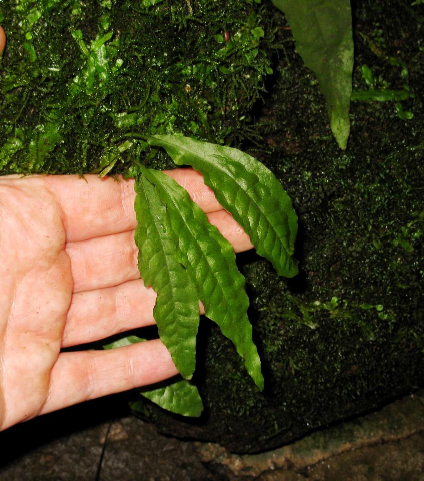 M. pteropus Jungpfl. Farnhaus Bot. Garten Göttingen