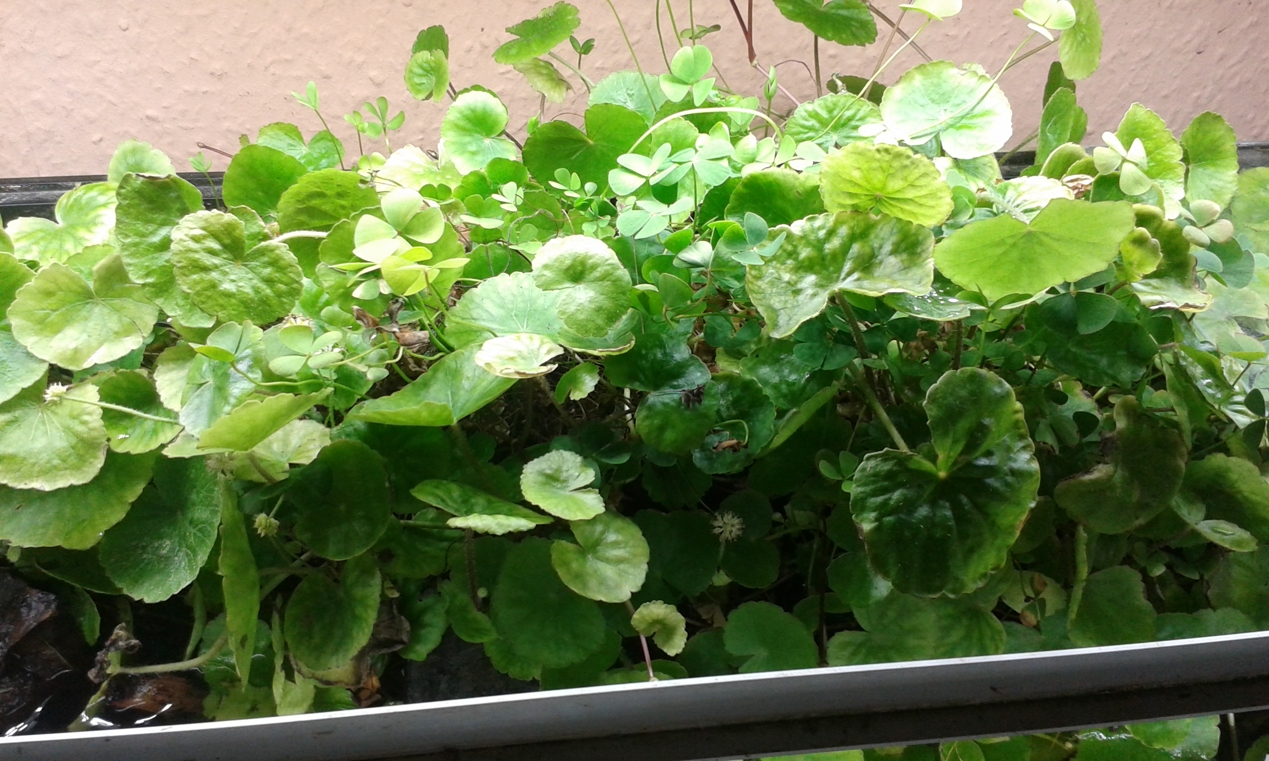 Marsilea hirsuta &amp; Hydrocotyle leucocephala emers Kultiviert