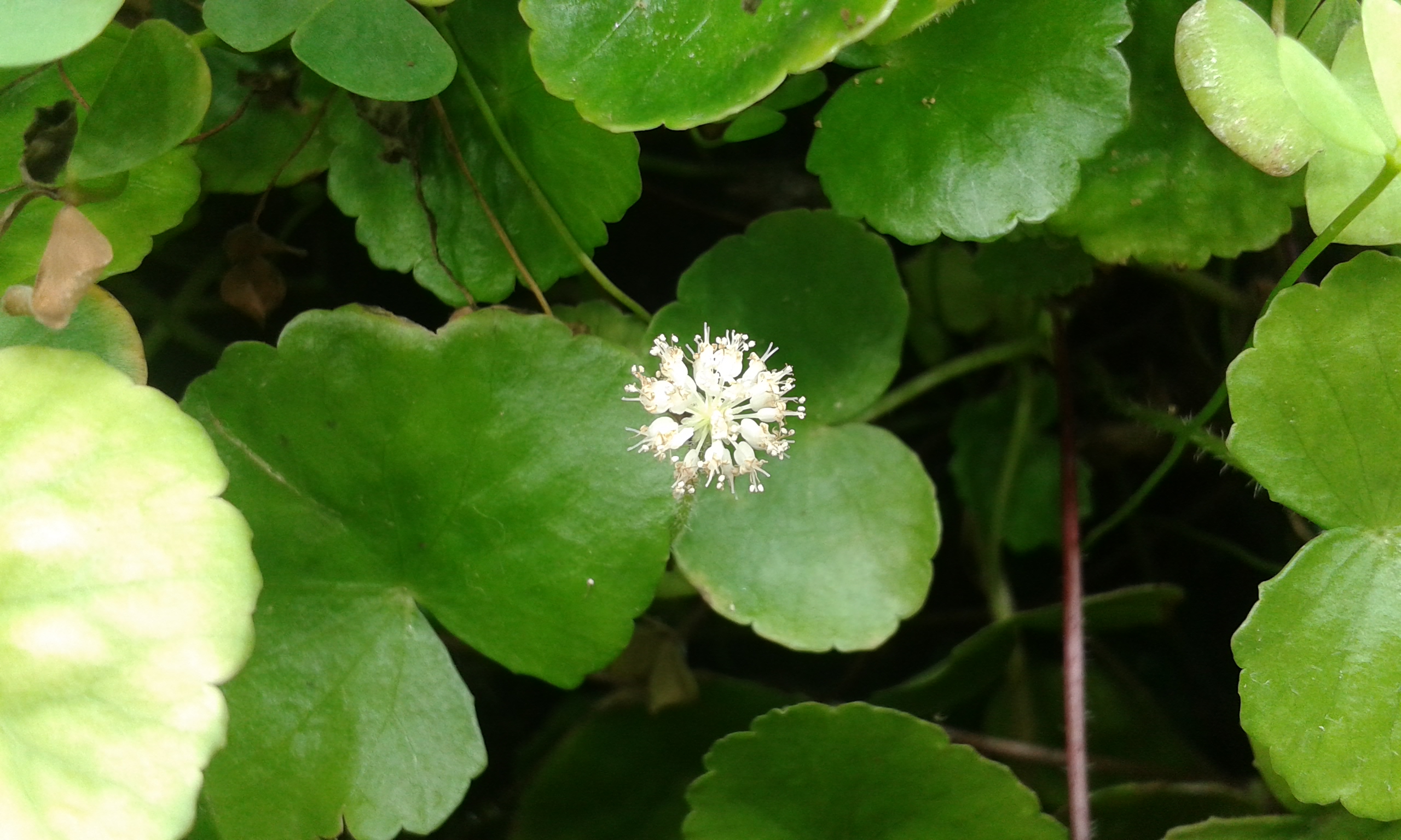 Marsilea  hirsuta emers Blüte