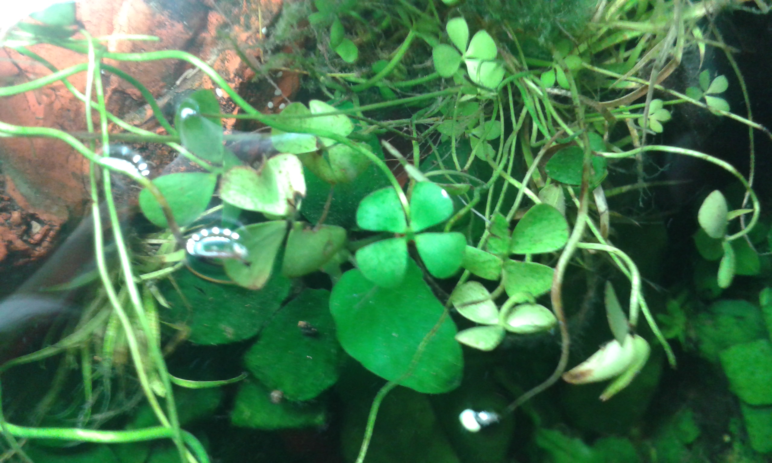 Marsilea hirsuta emers Schwimmblätter