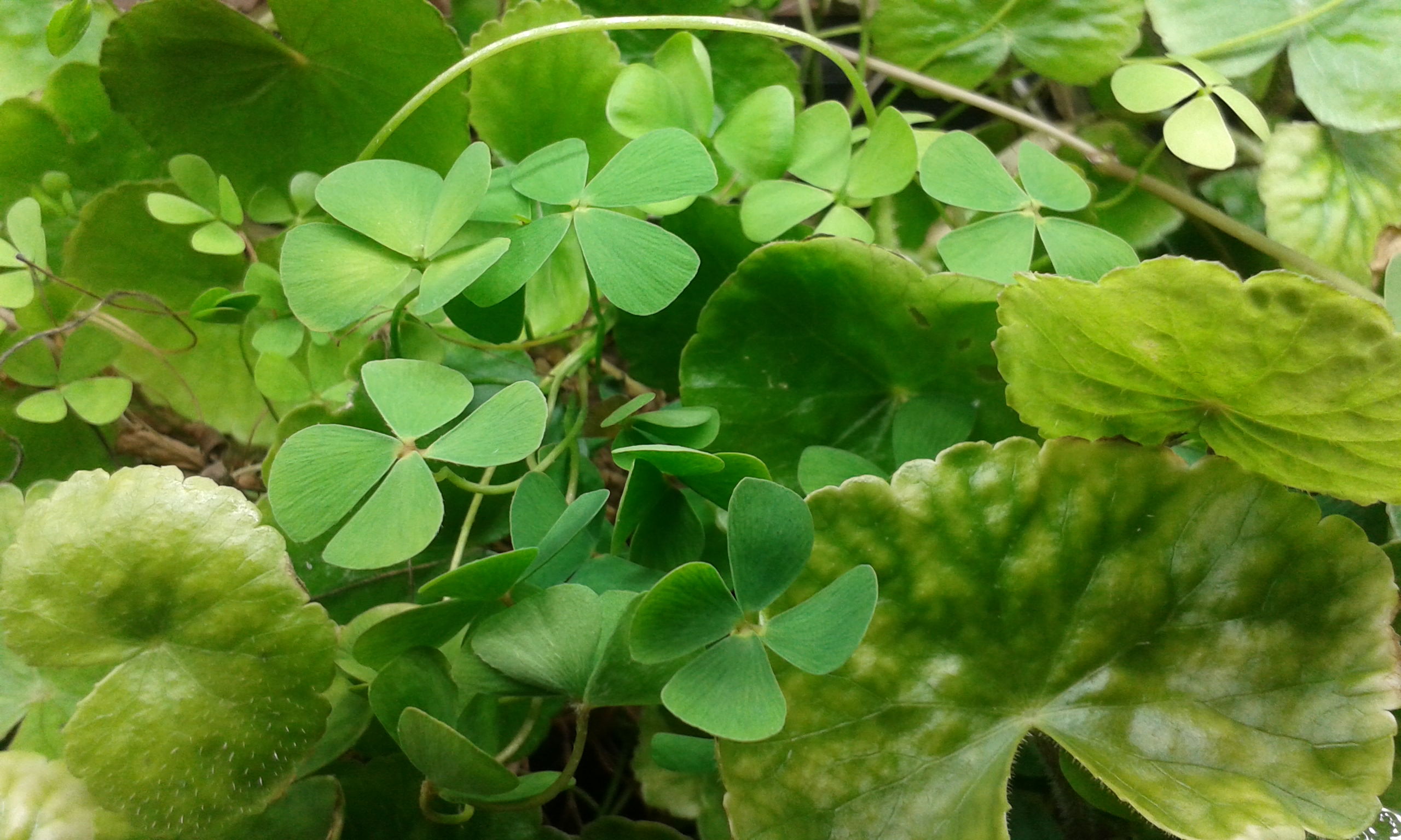 Marsilea hirsuta emers