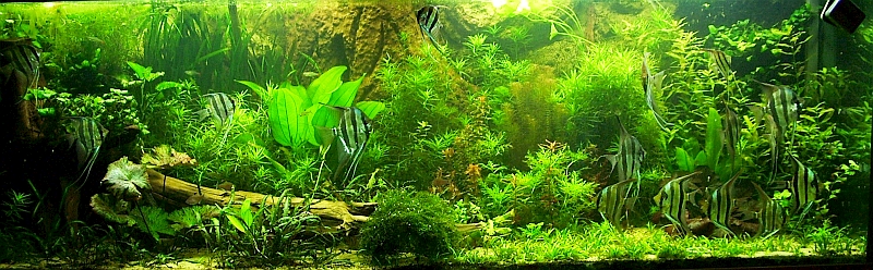 Mein 2000l Aquarium