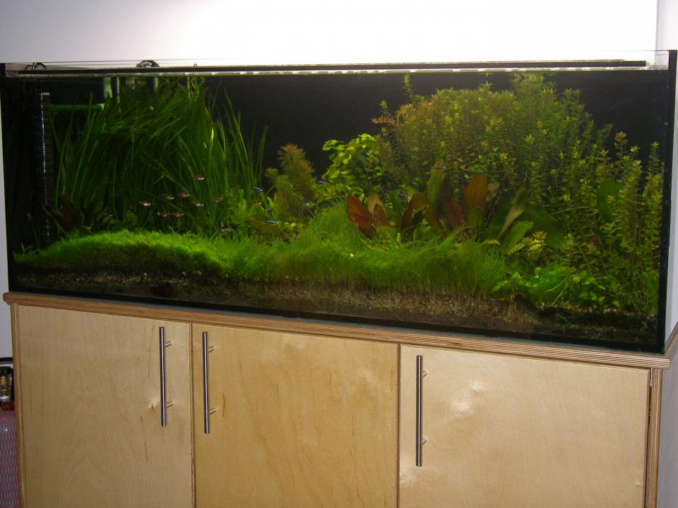 Mein Aquarium 001