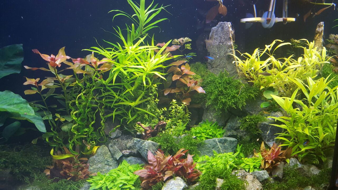 Mein Aquarium 3