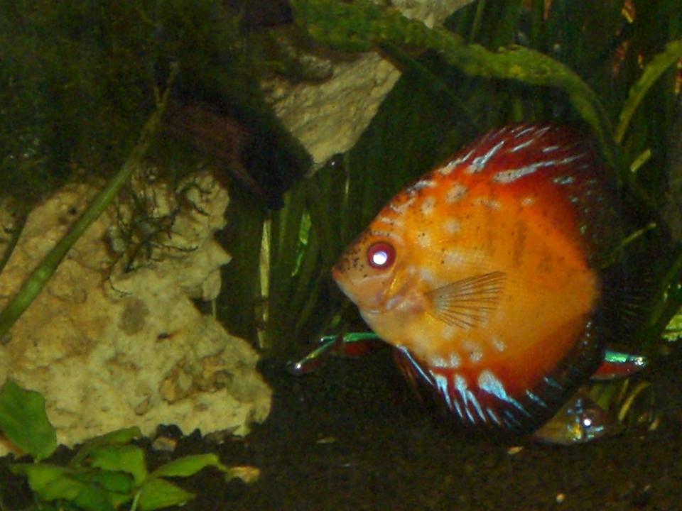 Mein Wunderschöner Discus