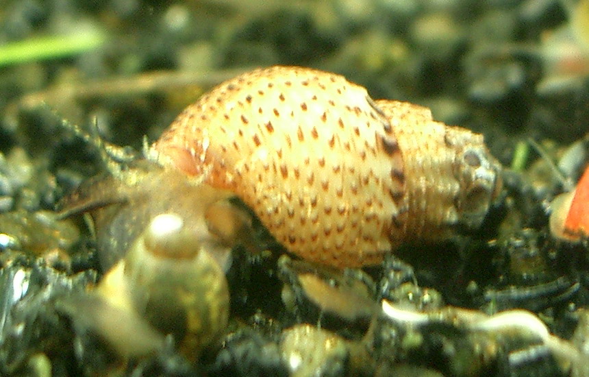 Melanoides Granifera