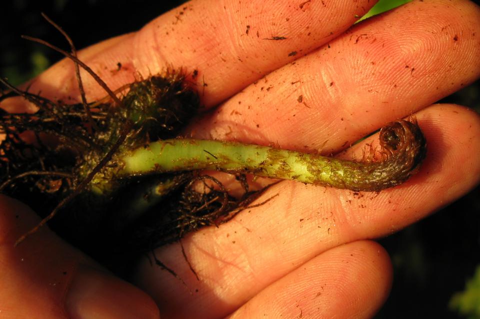 Microsorum pteropus, austreibendes Blatt, Alter Bot. Garten Göttingen