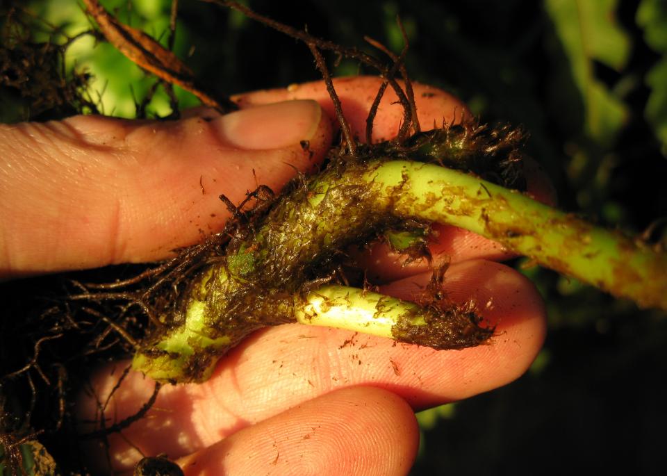 Microsorum pteropus, Rhizom, Alter Bot. Garten Göttingen