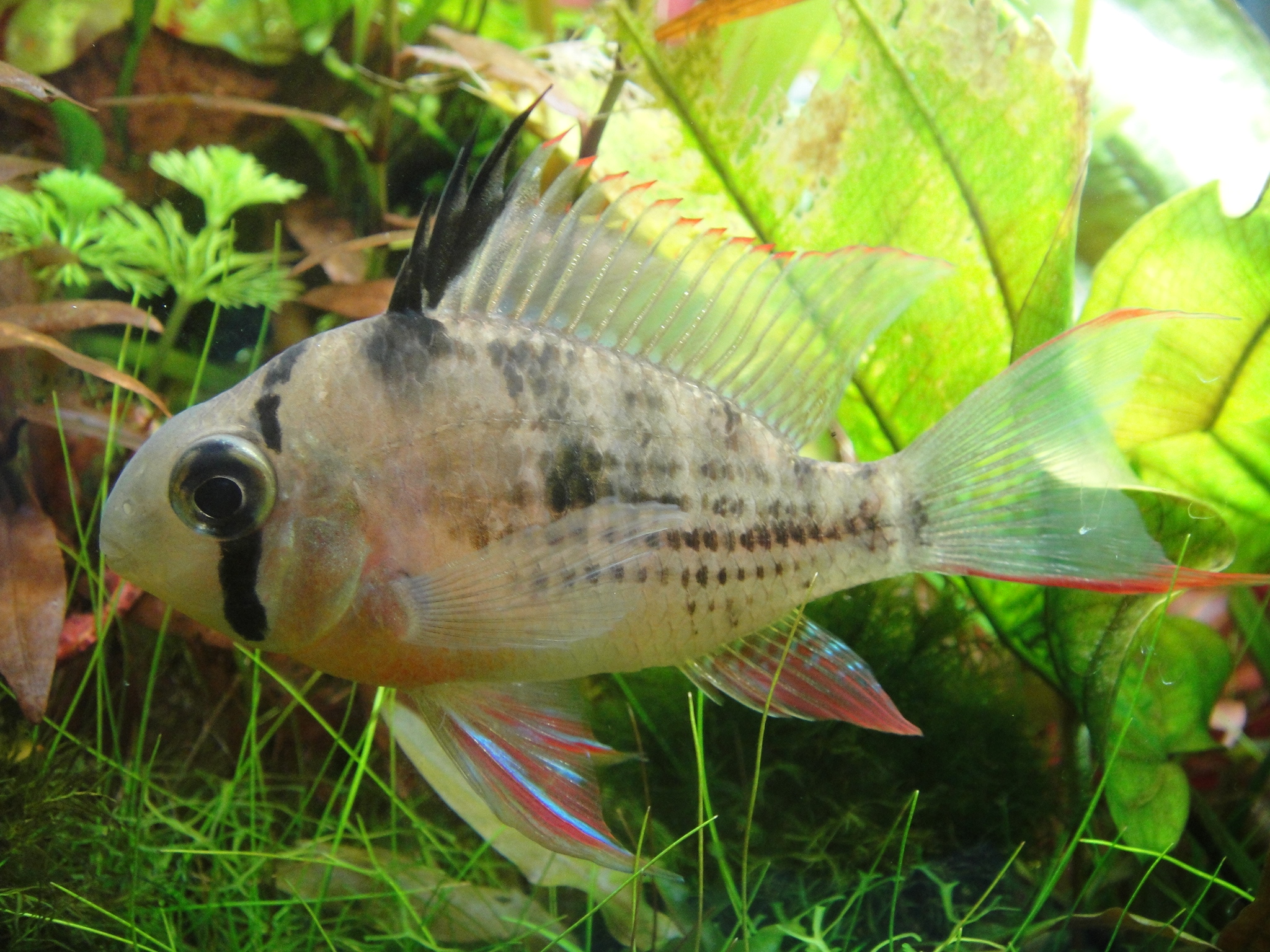 Mikrogeophagus altispinosus