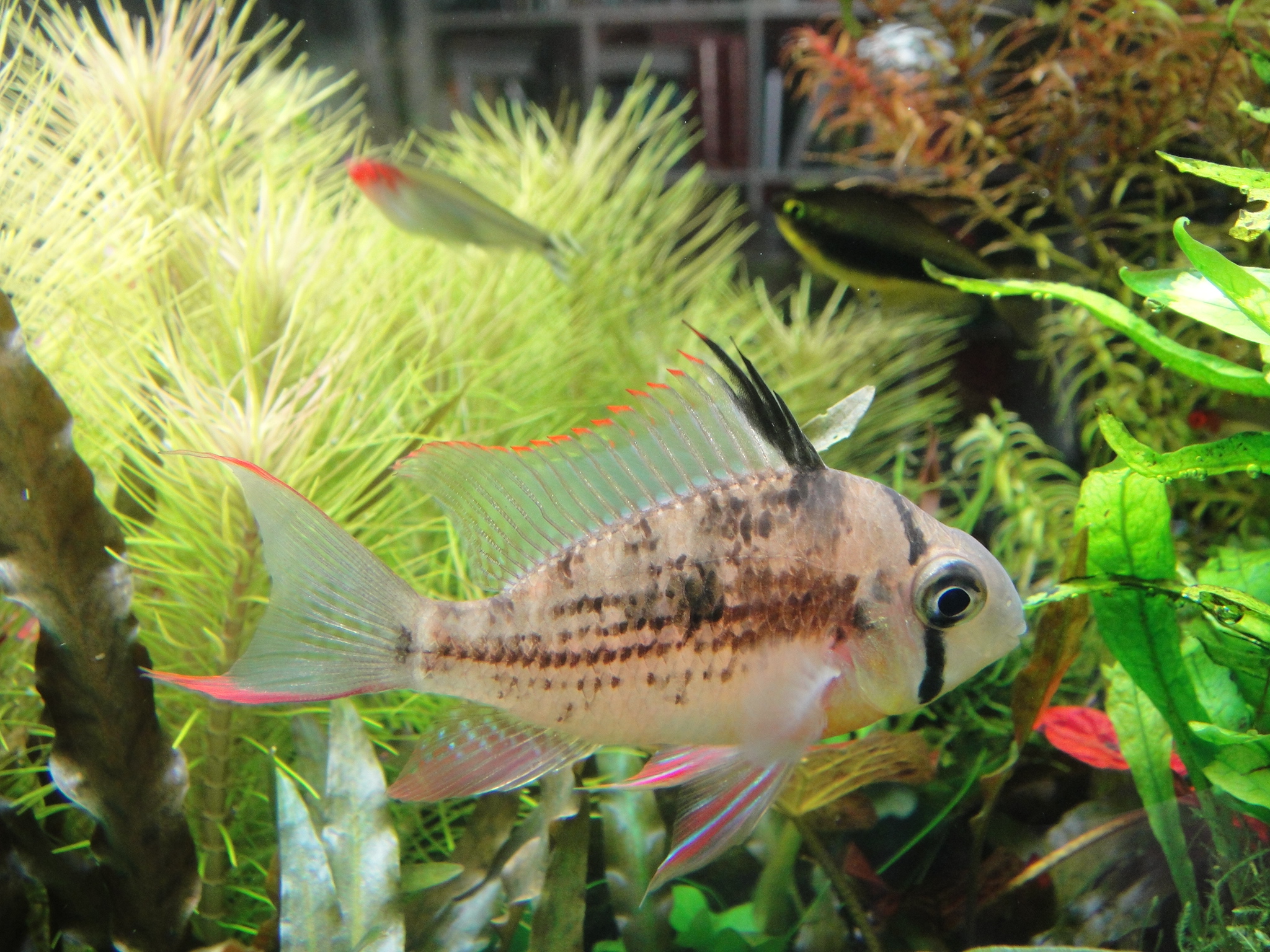 Mikrogeophagus altispinosus1