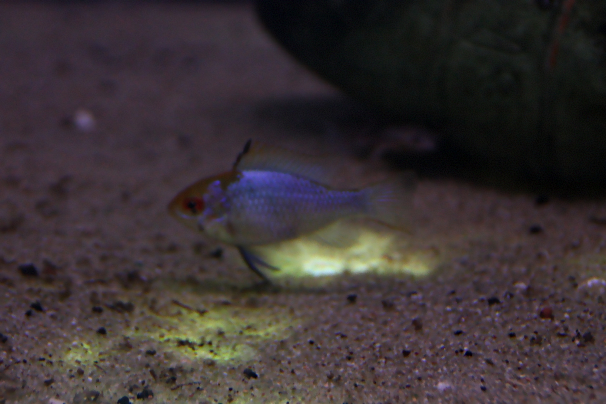 Mikrogeophagus ramirezi “Electric Blue” 01.jpg