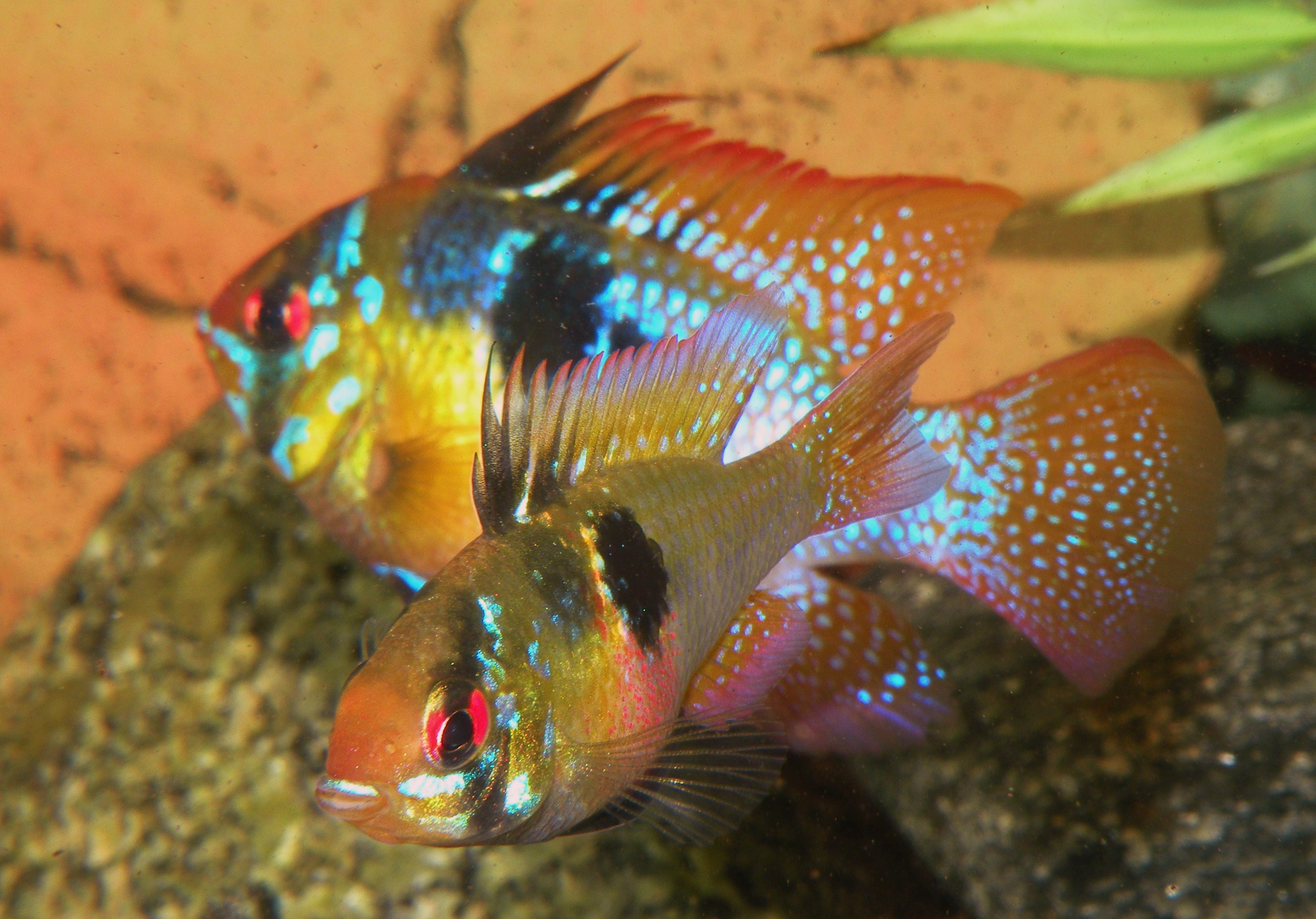 Mikrogeophagus ramirezi