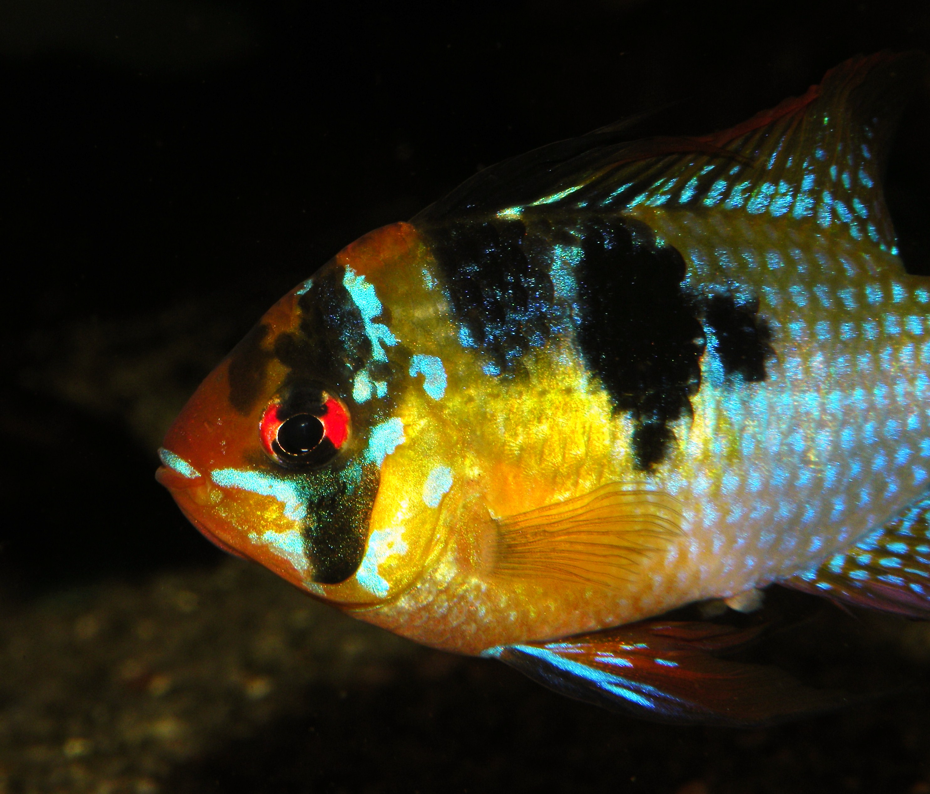 Mikrogeophagus ramirezi