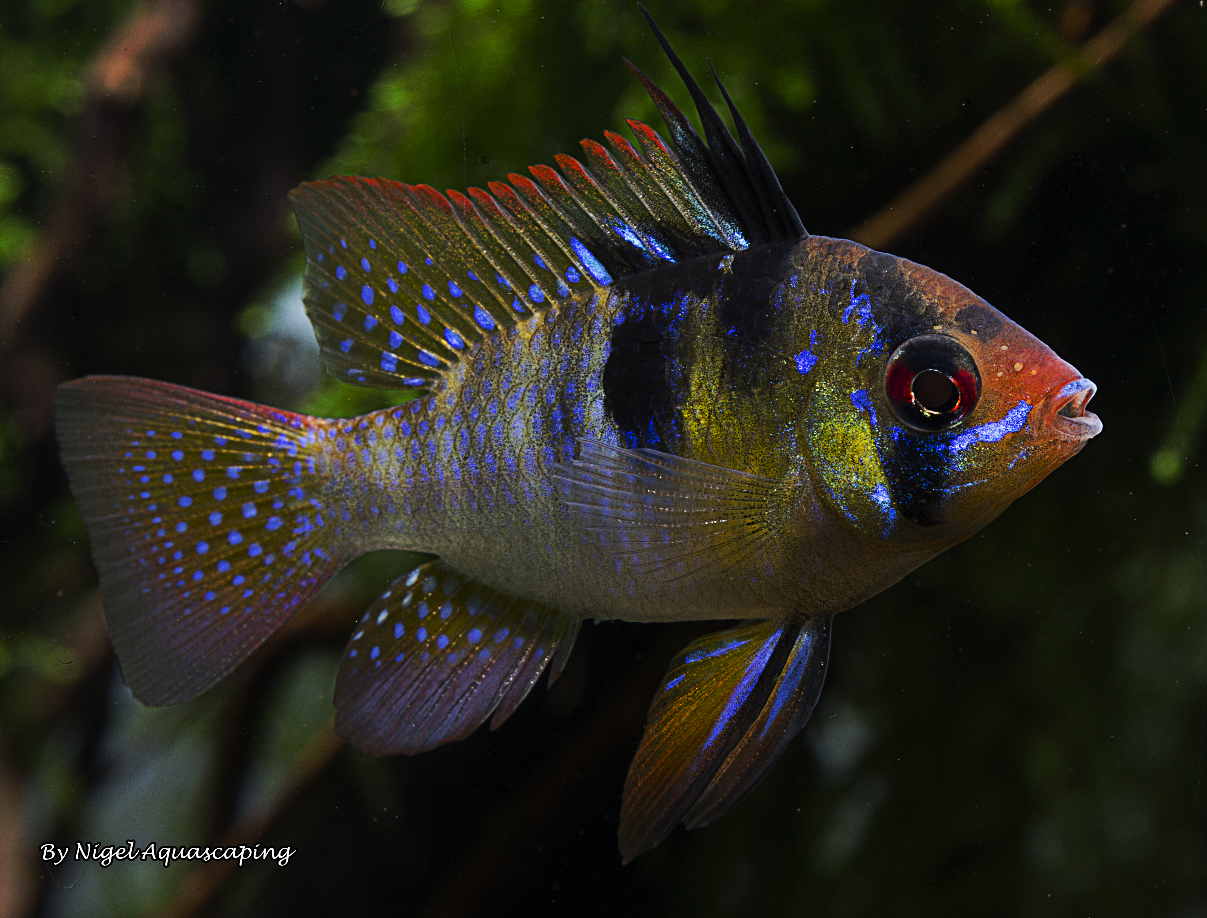 Mikrogeophagus ramirezi