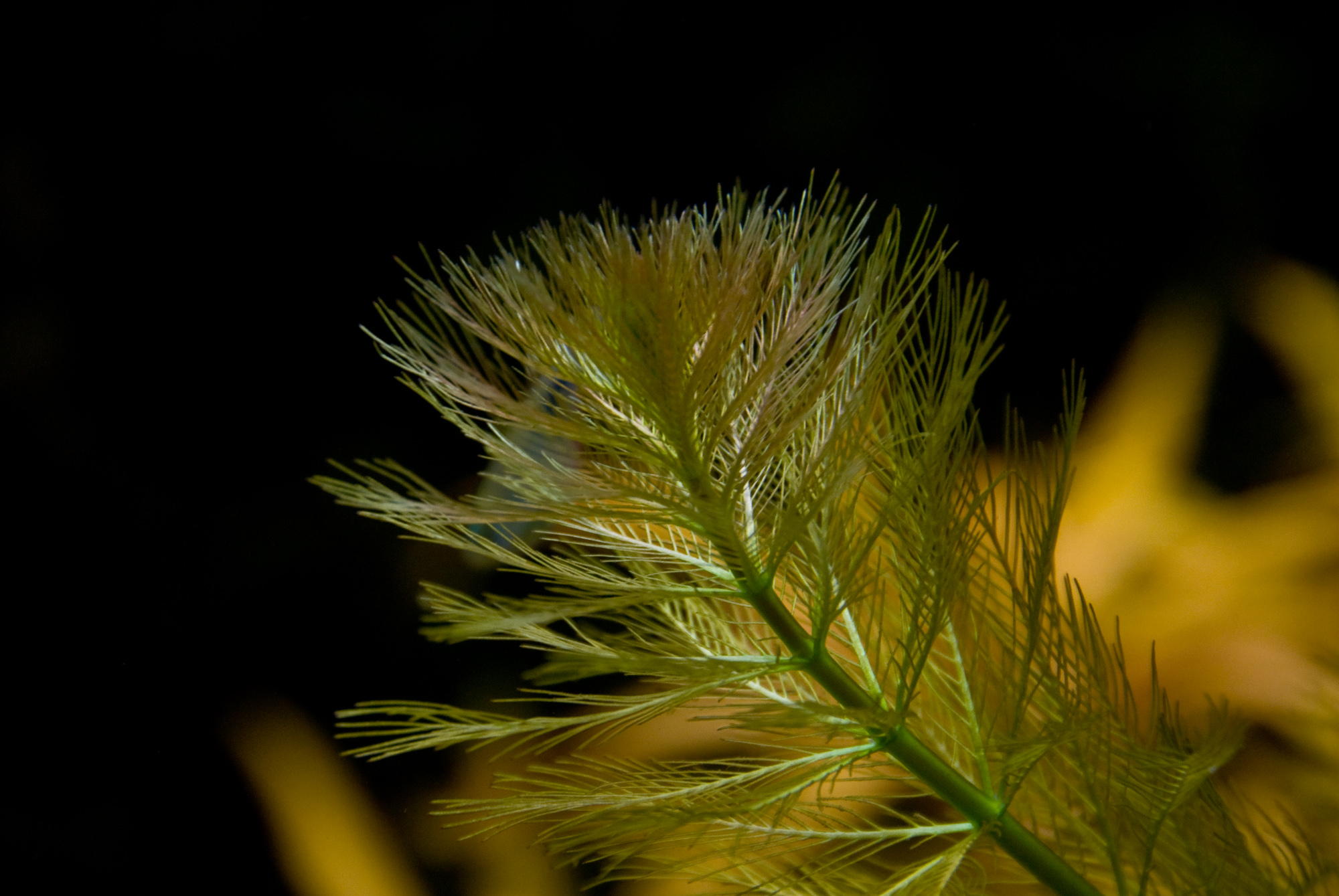 Myriophyllum aquatica 001