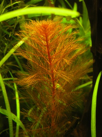 Myriophyllum Matogrossense 2